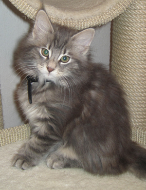 Norwegische Waldkatze Henrikje Norwegische Waldkatze Henrikje