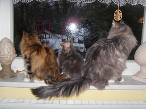 Waldkatzen am Fenster Waldkatzen am Fenster