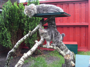 Henrikje und Jari auf dem Kletterbaum im Außengehege