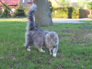 Norwegische Waldkatze Jari im Garten