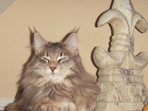 Henrikje mit Steinlilie