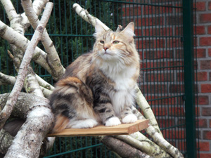 Norwegische Waldkatze Freya uaf dem Kletterbaum