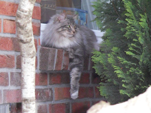 Nowegische Waldkatze Jari auf Fensterbank liegend