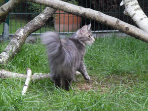 Henrikje auf dem Rasen