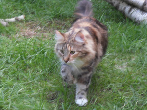 Norwegische Waldkatze Freya auf der Pirsch im Außenbereich