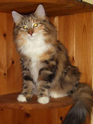 Norwegische Waldkatze Babie Norwegische Waldkatze Babie