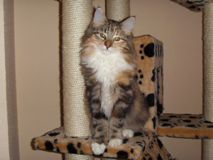 Waldkatze Freya sitzend