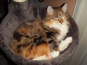 Waldkatze Freya schlafend