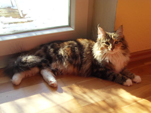 Waldkatze Freya vorm Fenster