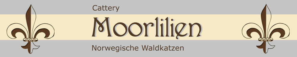 Cattery Moorlilien Norwegische Waldkatzen