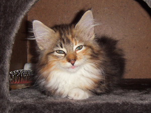 Waldkatze Freya in der Schlafhöhle