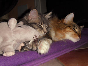 Freya, Henrikje und Stoffmaus