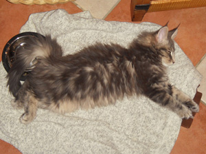 Henrikje schlafend am Futternapf