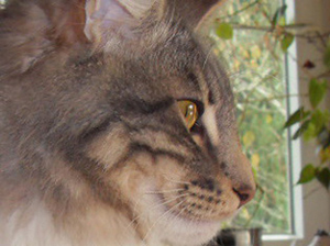 Norwegische Waldkatze Jari Profil