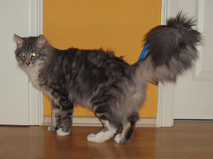 Norwegische Waldkatze Jari Rute