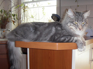 Norwegische Waldkatze Jari4