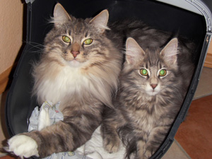 Nowegische Waldkatzen Jari und Henrikje in der Transportbox