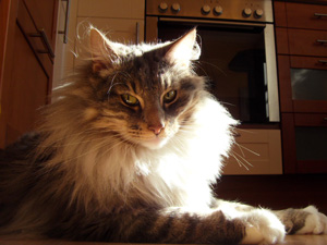 Nowegische Waldkatze Jari liegend