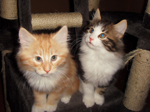 Arvid und Arik von Freya Arvid und Arik von Freya