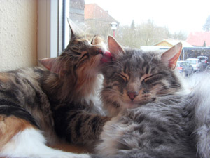 2 Waldkatzen auf der Fensterbank 2 Waldkatzen auf der Fensterbank