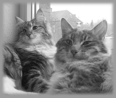 Waldkatzen auf der Fensterbank